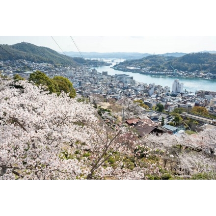千光寺参道から見る桜越しの尾道市街地
