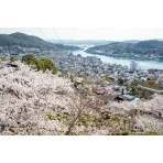 千光寺参道から見る桜越しの尾道市街地