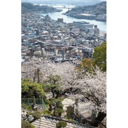 千光寺参道から見る桜越しの尾道市街地