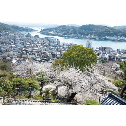 千光寺参道から見る桜越しの尾道市街地