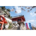 桜と千光寺本堂