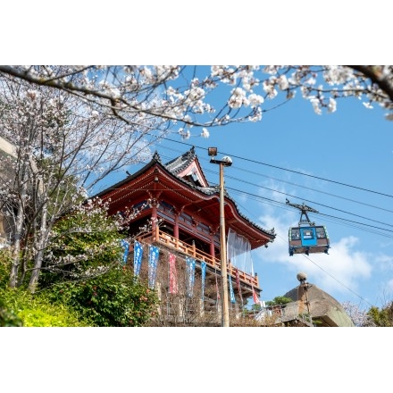 桜と千光寺本堂