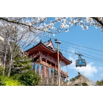 桜と千光寺本堂