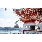桜と千光寺鐘楼