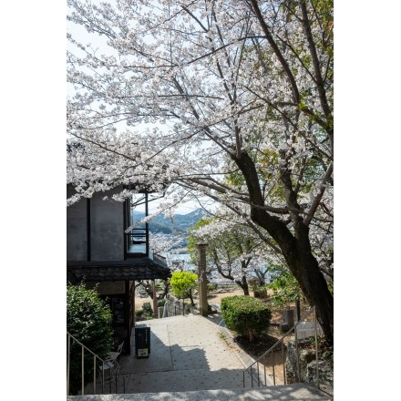 桜が咲く千光寺道