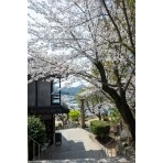 桜が咲く千光寺道