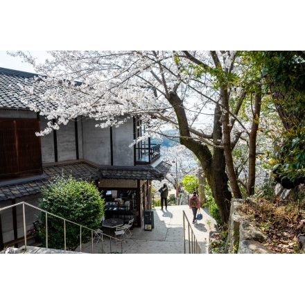 桜が咲く千光寺道
