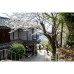 桜が咲く千光寺道