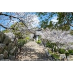 桜が咲く千光寺道