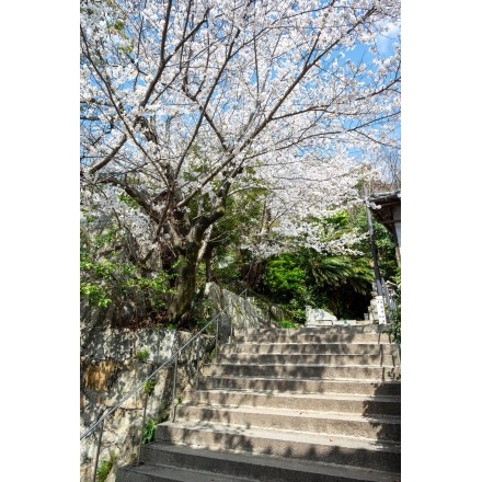 桜が咲く千光寺道