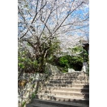 桜が咲く千光寺道