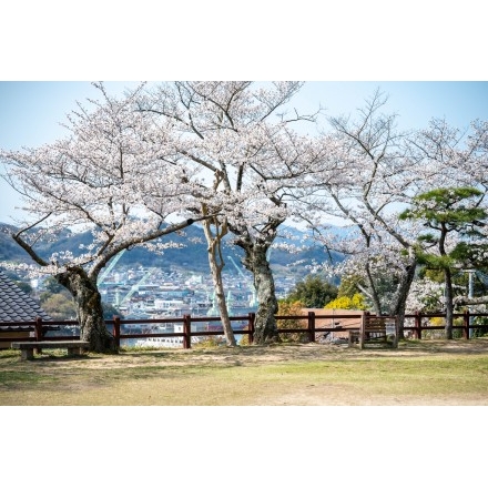 桜が咲く旧共楽園