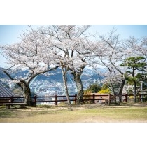 桜が咲く旧共楽園