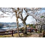 桜が咲く旧共楽園から見る風景