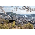 桜越しに見る天寧寺三重塔