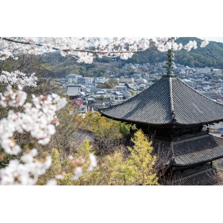 No.7646 桜越しに見る天寧寺三重塔