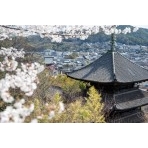 桜越しに見る天寧寺三重塔