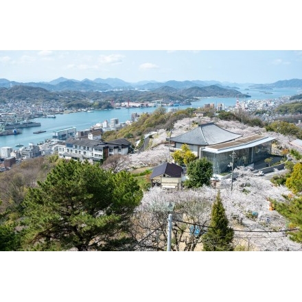 No.7650 頂上展望台から見る桜満開の千光寺公園