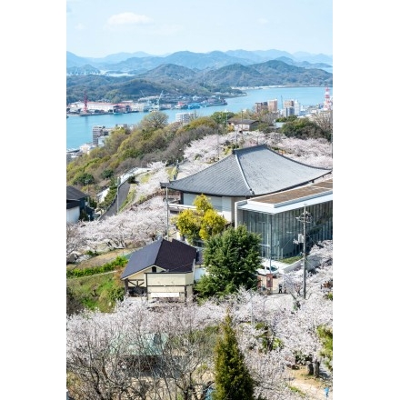 頂上展望台から見る桜満開の千光寺公園