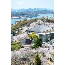 頂上展望台から見る桜満開の千光寺公園