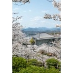 桜越しに見る尾道市立美術館
