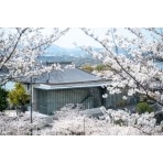 桜越しに見る尾道市立美術館