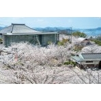 桜越しに見る尾道市立美術館