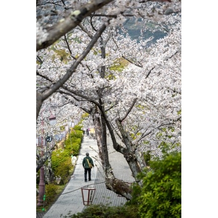 桜満開の千光寺公園