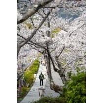 桜満開の千光寺公園