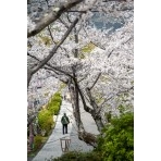 桜満開の千光寺公園