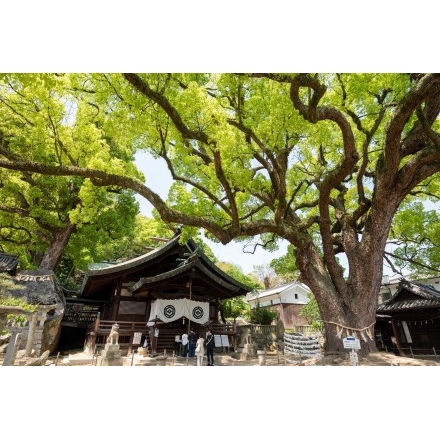 新緑の艮神社