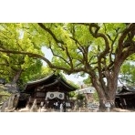 新緑の艮神社