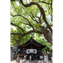 新緑の艮神社