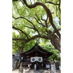 新緑の艮神社