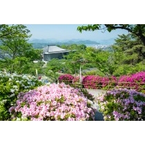 ツツジが咲く千光寺公園