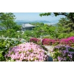 ツツジが咲く千光寺公園