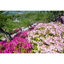 ツツジが咲く千光寺公園