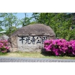 ツツジが咲く千光寺公園