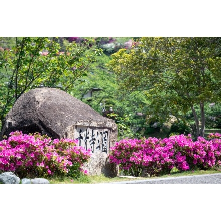 ツツジが咲く千光寺公園