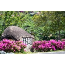 ツツジが咲く千光寺公園