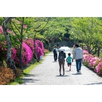 ツツジが咲く千光寺公園