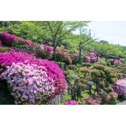 ツツジが咲く千光寺公園