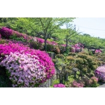 ツツジが咲く千光寺公園