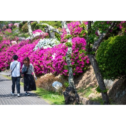 ツツジが咲く千光寺公園