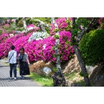 ツツジが咲く千光寺公園