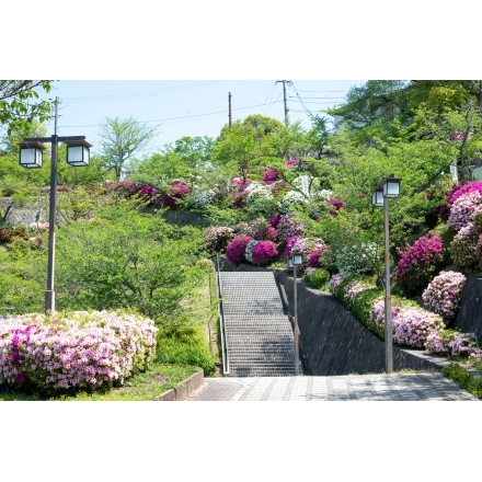 ツツジが咲く千光寺公園
