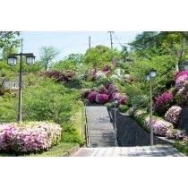 ツツジが咲く千光寺公園