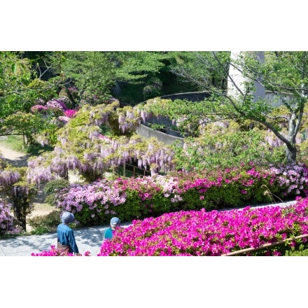 ツツジやフジが咲く千光寺公園