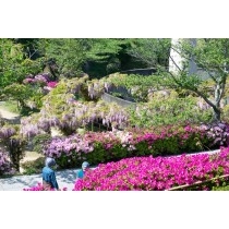 ツツジやフジが咲く千光寺公園