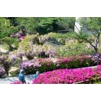 ツツジやフジが咲く千光寺公園